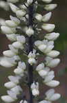 White false indigo